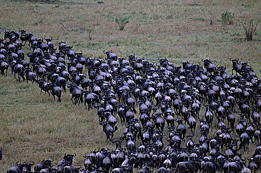 肯尼亚,马塞马拉野生动物保护区,巨大,角马,牧群,填加,草原,塞伦盖蒂,迁徙