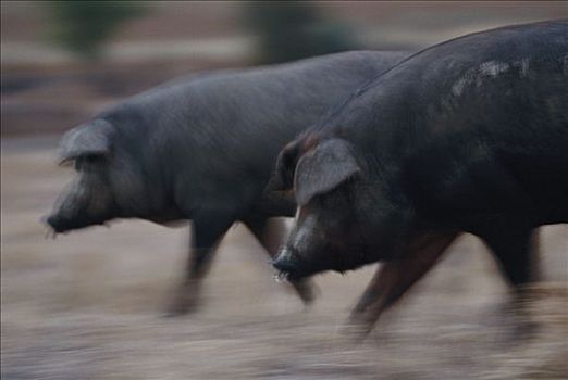 猪,动态,西班牙