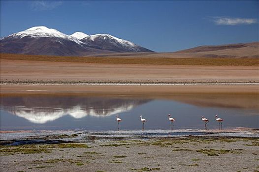 高原,玻利维亚,南美