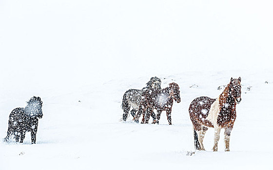 冰岛马,冰岛,冬天,下雪