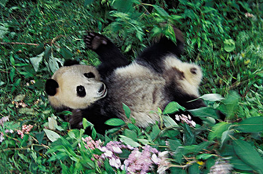 熊猫,幼兽,灌木,卧龙,四川,中国