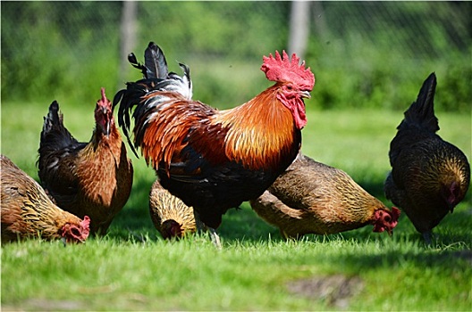公鸡,鸡肉,传统,放养,家禽,农场