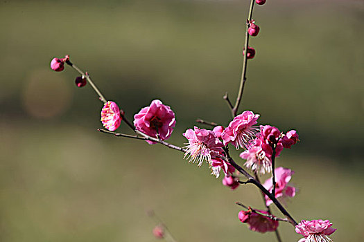 梅花