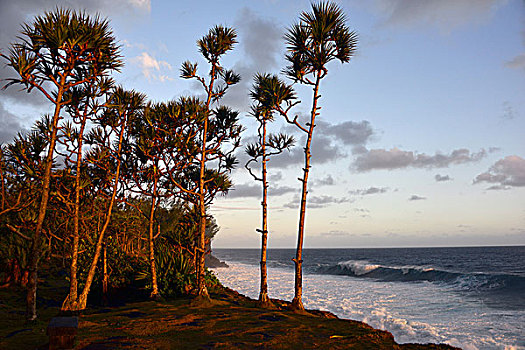 棕榈树,海浪,海洋,团聚