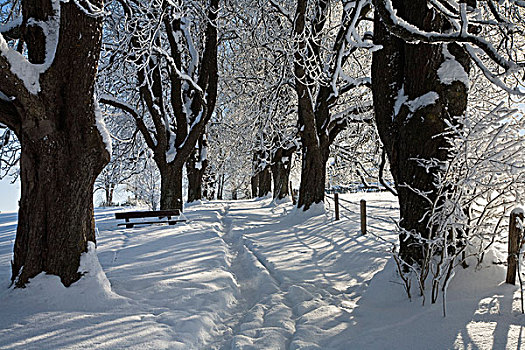 小路,雪中,冬天,景色,靠近,上巴伐利亚,德国,欧洲