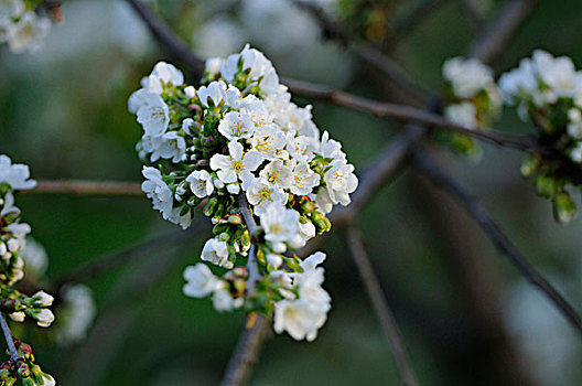 特写,樱桃,甜樱桃,花,花园,巴伐利亚,德国