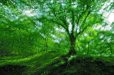 常绿栎树图片