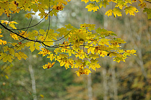 枫树,叶子,巴伐利亚,德国