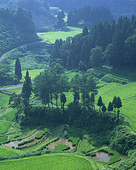 阶梯状,稻田,柳杉,树