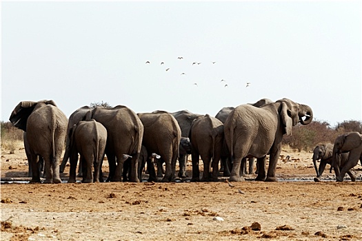 牧群,非洲象,水坑