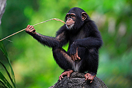 黑猩猩,类人猿,幼兽,进食,俘获,非洲