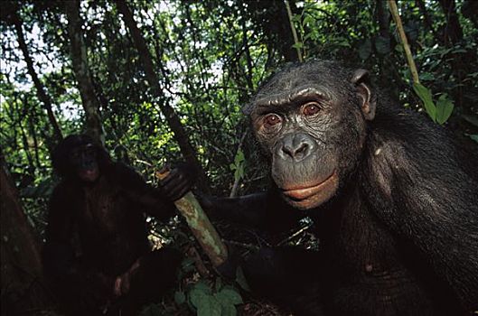倭黑猩猩,肖像,刚果