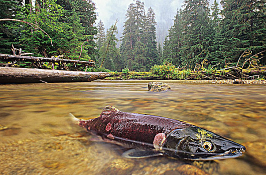 红大马哈鱼,红鲑鱼,产卵,温带雨林,不列颠哥伦比亚省,加拿大