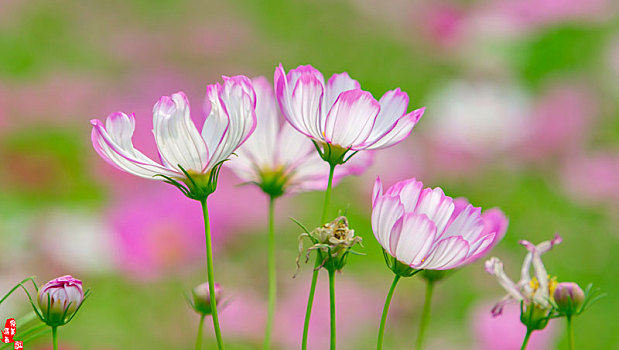 高贵雅致的仙仙波斯菊,格桑花,清纯