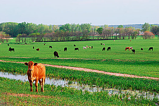 牛,放牧,小麦,草场,一个,前景,看镜头