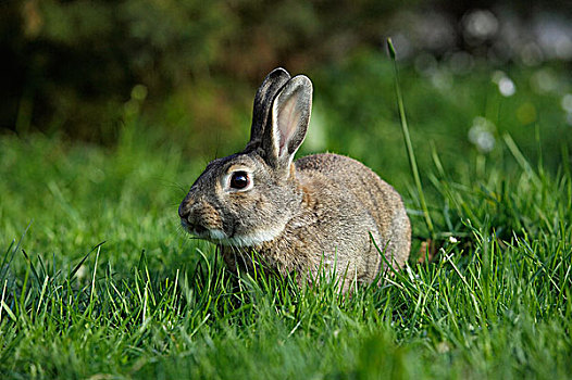 欧洲兔,野生,兔子,兔豚鼠属,草地,诺曼底