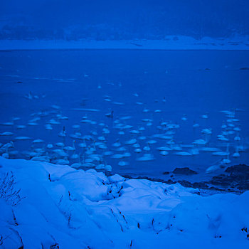 山东威海俚岛镇烟墩角拍摄的冬天雪地天鹅风景