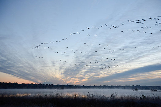 鸟群,飞跃,湿地,早晨,下萨克森,德国,欧洲