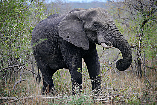 大象,沙子,禁猎区,南非