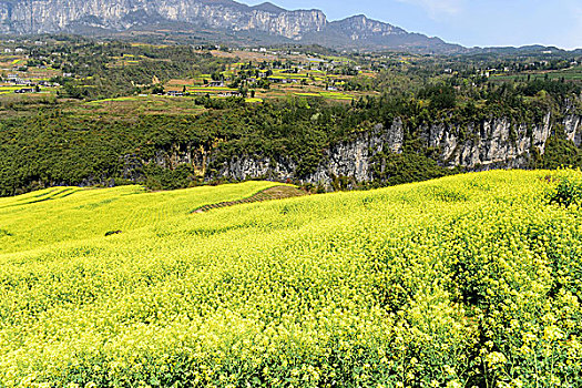 大峡谷油菜花风景