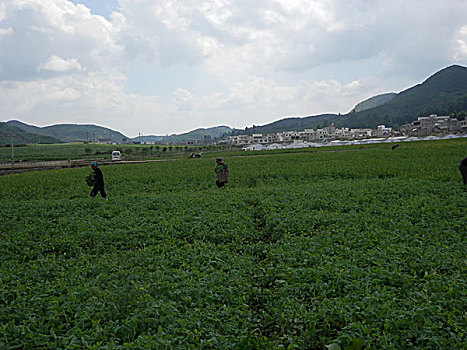 豌豆尖,豌豆苗,蔬菜,收获,劳作,场景