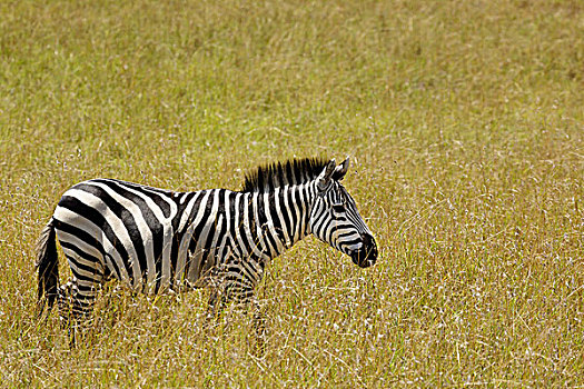 斑马,马塞马拉野生动物保护区,肯尼亚