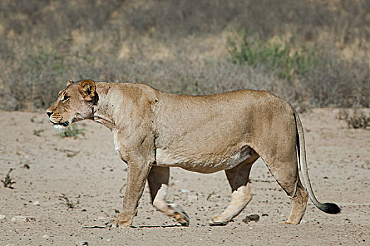 雌狮,走,卡拉哈迪大羚羊国家公园,北开普,省,南非,非洲