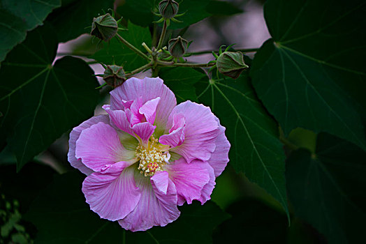 木芙蓉,木莲,芙蓉花