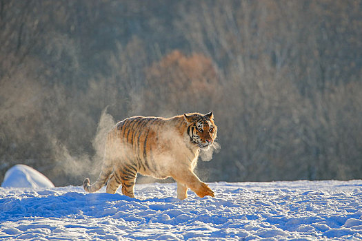 走在雪地中的东北虎