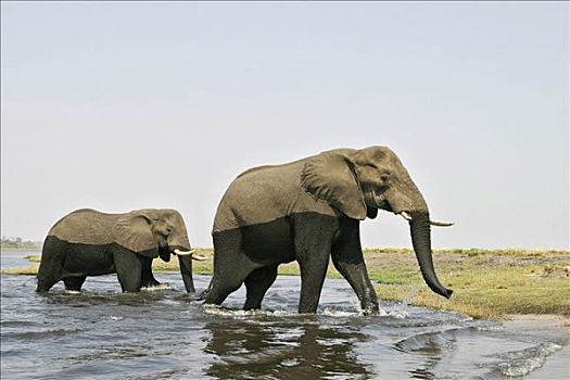 非洲象,乔贝,河,乔贝国家公园,博茨瓦纳,非洲