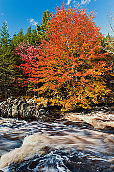 糖枫,糖槭,站立,秋天,靠近,国家公园,新斯科舍省,加拿大
