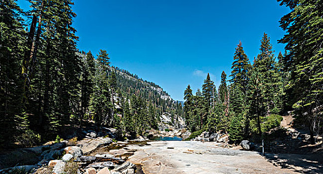 河床,溪流,松树,树林,优胜美地国家公园,加利福尼亚,美国,北美