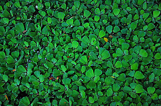 云南旅游-池塘绿色