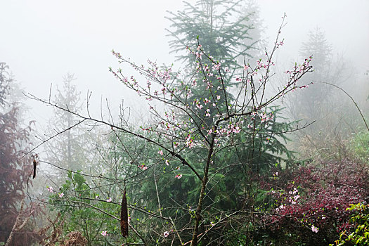 粉色,花,树上,雾气,雨林