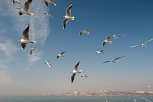 成群,海鸥,飞,高处,海洋,伊斯坦布尔,土耳其,背景