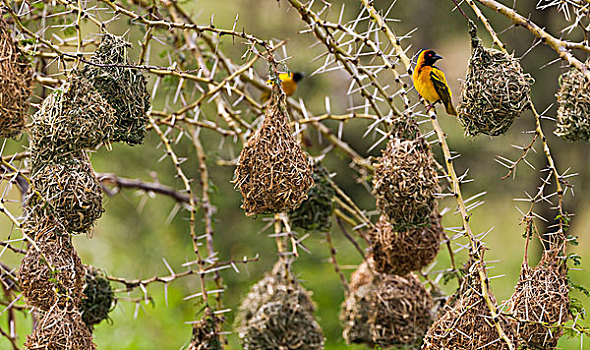 南方,织布鸟,塞伦盖蒂国家公园,坦桑尼亚