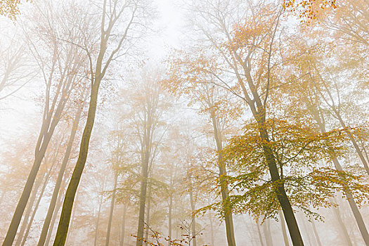 欧洲山毛榉,树林,雾气,施佩萨特,巴伐利亚,德国