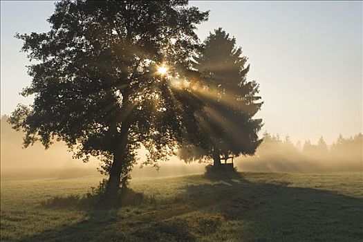 太阳,树,晨雾,上巴伐利亚,德国