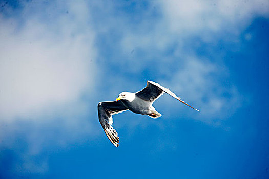 seagull,north,sea,北海,海鸥