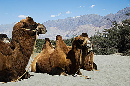 两个,巴克特里亚,骆驼,坐,沙漠,山谷,查谟-克什米尔邦,印度