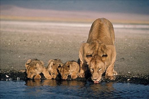 非洲狮,狮子,雌性,幼兽,喝,塞伦盖蒂国家公园,坦桑尼亚