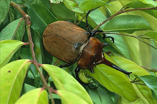 犀牛,甲虫,独角仙亚科,国家公园,哥斯达黎加
