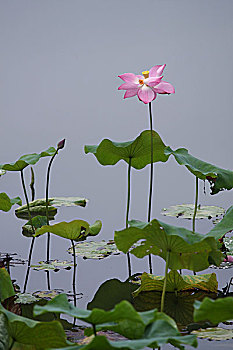 荷花雨荷