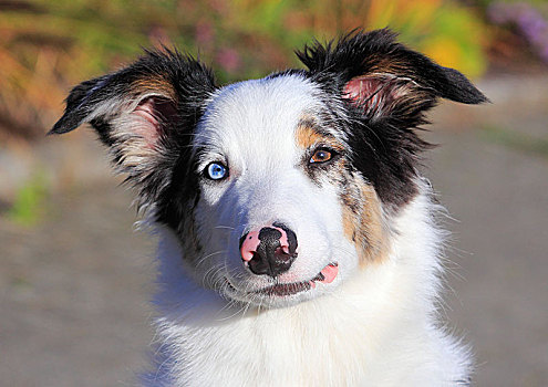澳洲牧羊犬,雄性,蓝色,5个月,头像,德国,欧洲