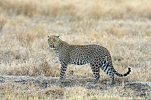 非洲豹,雄性,豹,站立,草地,恩格罗恩格罗,坦桑尼亚,非洲