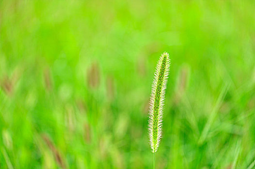 狗尾巴草