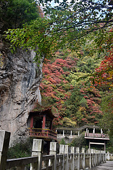 时下陇南市成县西狭颂风景区迎来了色彩斑斓季节,吸引着众多游客观赏秋景