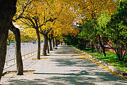 秋天金黄色的人行道