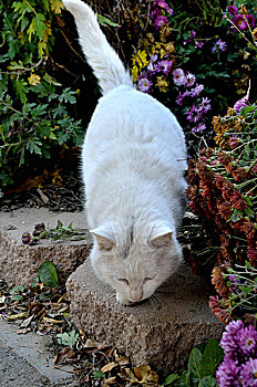 白猫菊花