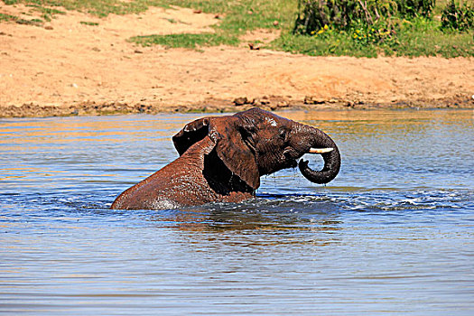 非洲象,成年,水中,浴,喝,阿多大象国家公园,东开普省,南非,非洲